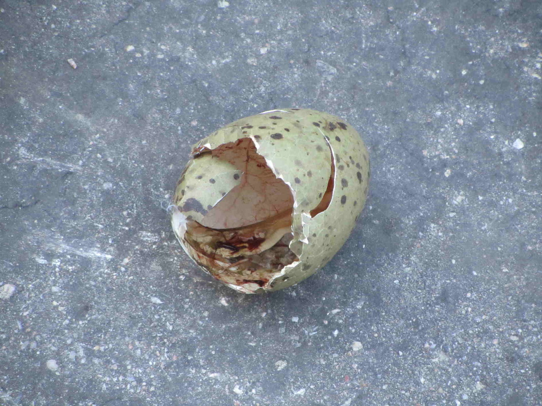 egg hatched muna kuoriutunut